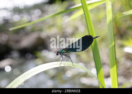 Blauflügel-Prachtlibelle, Prachtlibelle, Blauflügelprachtlibelle, Männchen, mit Fliege als Beute, Calopteryx virgo, bluewing, Beautiful Demoiselle, de Banque D'Images