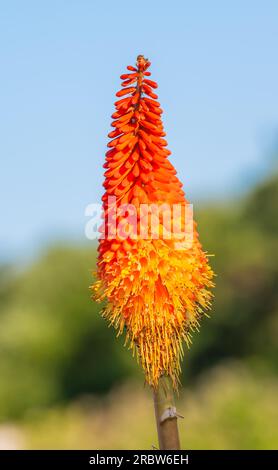 Red Hot Poker usine (Kniphofia) coulant en été en Angleterre, Royaume-Uni. Banque D'Images
