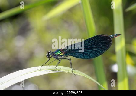 Blauflügel-Prachtlibelle, Prachtlibelle, Blauflügelprachtlibelle, Männchen, mit Fliege als Beute, Calopteryx virgo, bluewing, Beautiful Demoiselle, de Banque D'Images