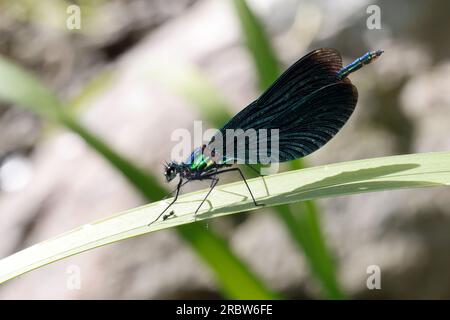 Blauflügel-Prachtlibelle, Prachtlibelle, Blauflügelprachtlibelle, Männchen, Calopteryx vierge, Bluewing, belle Demoiselle, demoiselle agrion, mâle, Banque D'Images