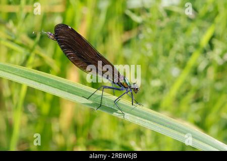 Blauflügel-Prachtlibelle, Prachtlibelle, Blauflügelprachtlibelle, Weibchen, Calopteryx vierge, Bluewing, belle Demoiselle, demoiselle agrion, female Banque D'Images