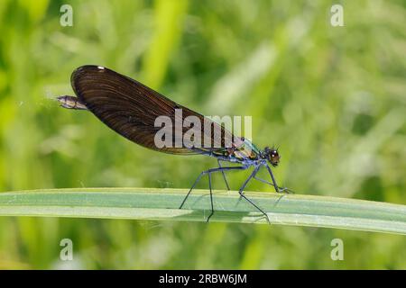 Blauflügel-Prachtlibelle, Prachtlibelle, Blauflügelprachtlibelle, Weibchen, Calopteryx vierge, Bluewing, belle Demoiselle, demoiselle agrion, female Banque D'Images