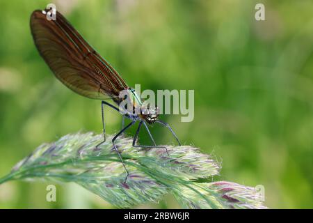 Blauflügel-Prachtlibelle, Prachtlibelle, Blauflügelprachtlibelle, Weibchen, Calopteryx vierge, Bluewing, belle Demoiselle, demoiselle agrion, female Banque D'Images