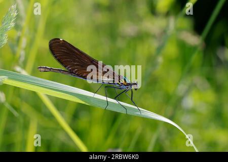 Blauflügel-Prachtlibelle, Prachtlibelle, Blauflügelprachtlibelle, Weibchen, Calopteryx vierge, Bluewing, belle Demoiselle, demoiselle agrion, female Banque D'Images