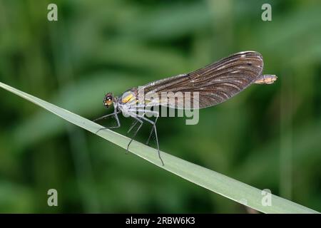 Blauflügel-Prachtlibelle, Prachtlibelle, Blauflügelprachtlibelle, Weibchen, Calopteryx vierge, Bluewing, belle Demoiselle, demoiselle agrion, female Banque D'Images