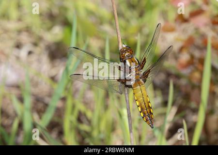 Plattbauch, Männchen, junges Männchen, Männchen unausgefärbt, immatures Männchen, Plattbauch-libelle, Plattbauchlibelle, Libellula depressa, Platetrum Banque D'Images