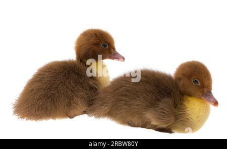 petits canetons isolés sur fond blanc Banque D'Images