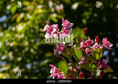 Bouquet coloré de fleurs de rose de Weigela praecox avec des pétales de cinq lobes, gros plan. Weigela est un arbuste à feuilles caduques, ornementales et florissantes, un jardin populaire Banque D'Images