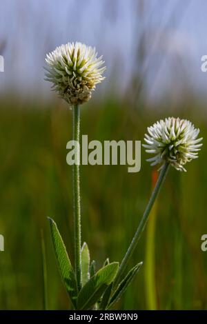 Trifolium montanum, pré de trèfle de montagne en été. Collecte d'herbes médicinales pour la médecine non traditionnelle. Mise au point douce. Banque D'Images