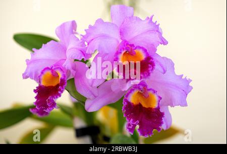 Les fleurs de Dendrobium nobile se rapprochent Banque D'Images