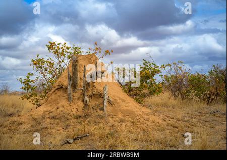 Vue sur termite monticule sur la savane, parc national Kruger, Limpopo, Afrique du Sud. Banque D'Images