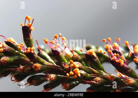 Super gros plan de fleurs de faux indigo (Amorpha fruticosa) du désert. Banque D'Images