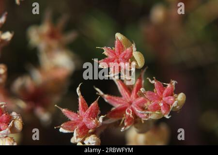 Super gros plan de fruits de Stonecrop (Sedum). Banque D'Images