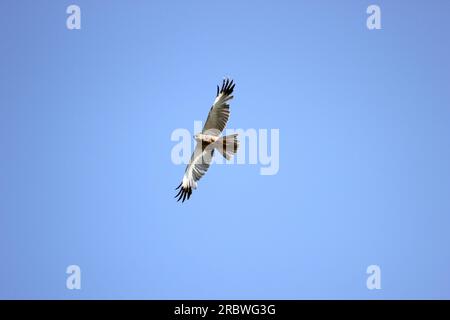 Western busard des roseaux (Circus aeruginosus) en vol. Banque D'Images