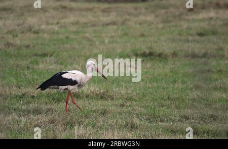 Cigogne blanche (Ciconia ciconia) debout sur un pré. Banque D'Images