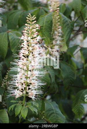 Fleurs du châtaignier commun (Aesculus hippocastanum). Banque D'Images