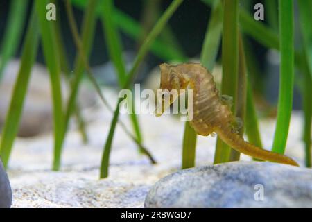 mâle court d'hippocampe museau dans l'aquarium de bristol Banque D'Images