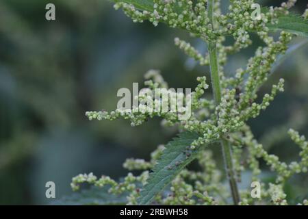 Inflorescence de l'ortie (Urtica dioica). Banque D'Images