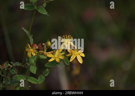 Fleurs de millepertuis tacheté (Hypericum maculatum ssp obtusiusculum). Banque D'Images