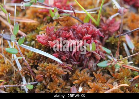 Tourbière rouge dans une tourbière suédoise. Banque D'Images