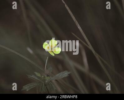 Fleur de potentilla erecta. Banque D'Images