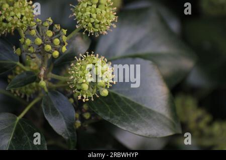 Fleurs fétides du lierre commun (Hedera Helix). Banque D'Images