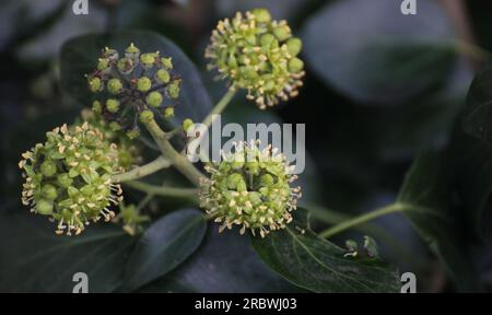 Fleurs fétides du lierre commun (Hedera Helix). Banque D'Images