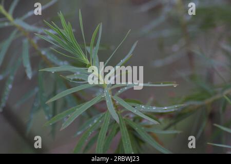 Feuilles de plante d'euphorbe (Euphorbia). Banque D'Images