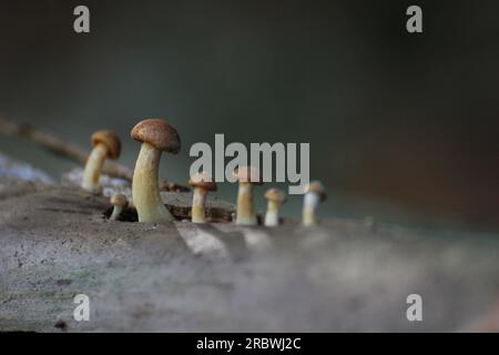 Rangée de champignons avec focalisation sélective. Banque D'Images