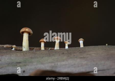 Rangée de champignons avec focalisation sélective. Banque D'Images