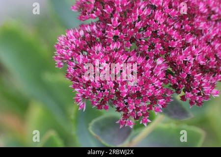 Fleurs de la croûte de pierre ornée (Hylotelephium spectabile syn. Sedum spectabile). Banque D'Images