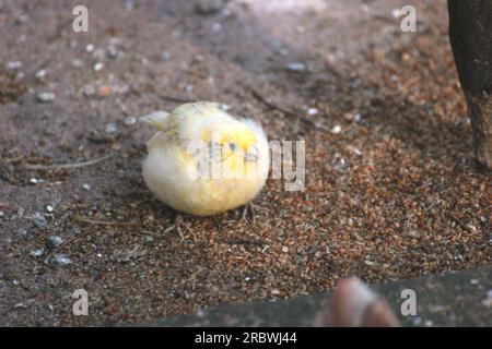 canari domestique (Serinus canaria forma domestica) assis sur le sol. Banque D'Images