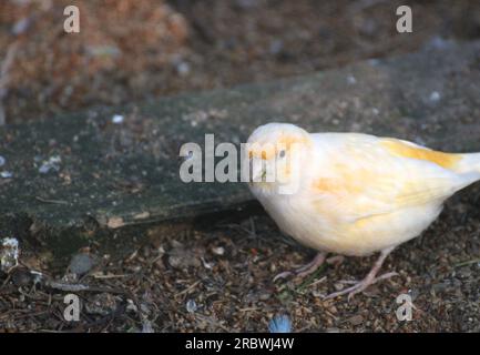 canari domestique (Serinus canaria forma domestica) assis sur le sol. Banque D'Images