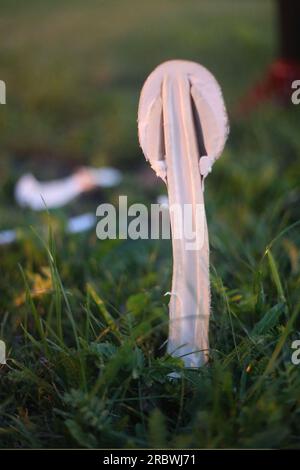 Coupe transversale d'un champignon du genre Macrolepiota en lumière bleue-orange inhabituelle. Banque D'Images