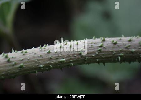 Tige épineuse de la rhubarbe chilienne (Gunnera tinctoria). Banque D'Images