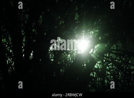 Lumière verte aveuglante qui brille à travers l'arbre dans la nuit. Banque D'Images