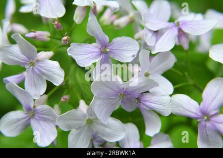 Au printemps, Lunaria rediviva fleurit à l'état sauvage dans la forêt Banque D'Images