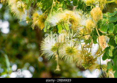 Fleurs jaunes délicates d'Albizia lebbeck ou Siris Tree ou Woman's Tongue Tree gros plan Banque D'Images