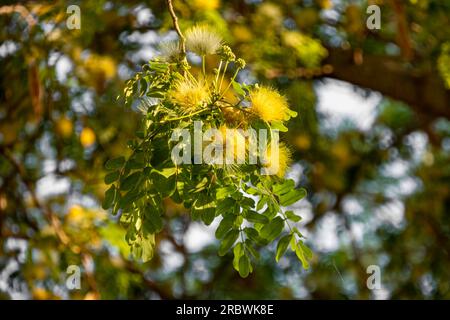 Fleurs jaunes délicates d'Albizia lebbeck ou Siris Tree ou Woman's Tongue Tree gros plan Banque D'Images