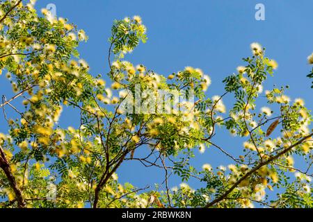 Fleurs jaunes délicates d'Albizia lebbeck ou Siris Tree ou Woman's Tongue Tree gros plan Banque D'Images