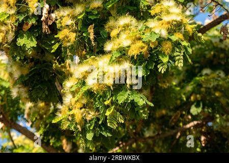 Fleurs jaunes délicates d'Albizia lebbeck ou Siris Tree ou Woman's Tongue Tree gros plan Banque D'Images