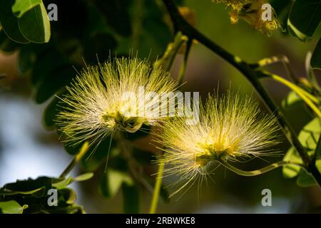 Fleurs jaunes délicates d'Albizia lebbeck ou Siris Tree ou Woman's Tongue Tree gros plan Banque D'Images