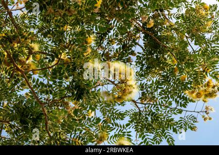 Fleurs jaunes délicates d'Albizia lebbeck ou Siris Tree ou Woman's Tongue Tree gros plan Banque D'Images