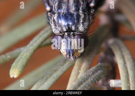 Macro de mouche morte - mouche domestique (Musca domestica) sur des rameaux de conifères. Banque D'Images