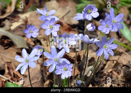 Printemps dans la nature dans les bois fleur Hepatica nobilis. Banque D'Images