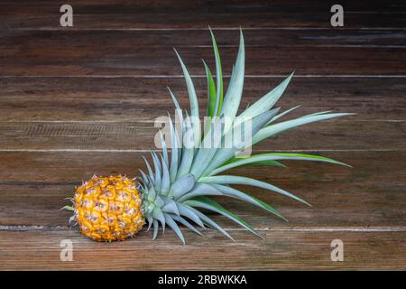 Vue rapprochée de petits fruits mûrs d'ananas ou ananas comosus avec des feuilles isolées sur fond de bois foncé Banque D'Images