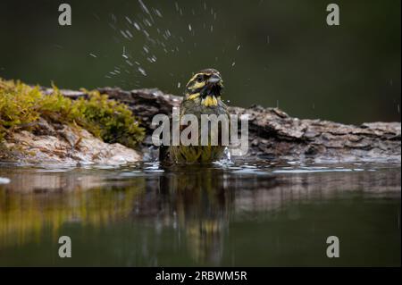 CIRL Bunting baignade dans un bassin de réfection d'eau Banque D'Images