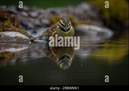 CIRL Bunting baignade dans un bassin de réfection d'eau Banque D'Images