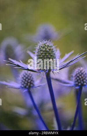 Fleurs sauvages avec des abeilles Banque D'Images