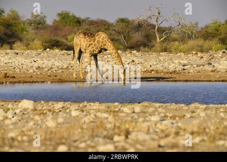 Les Girafes à Klein Namutoni waterhole, Etosha National Park, Namibie Banque D'Images